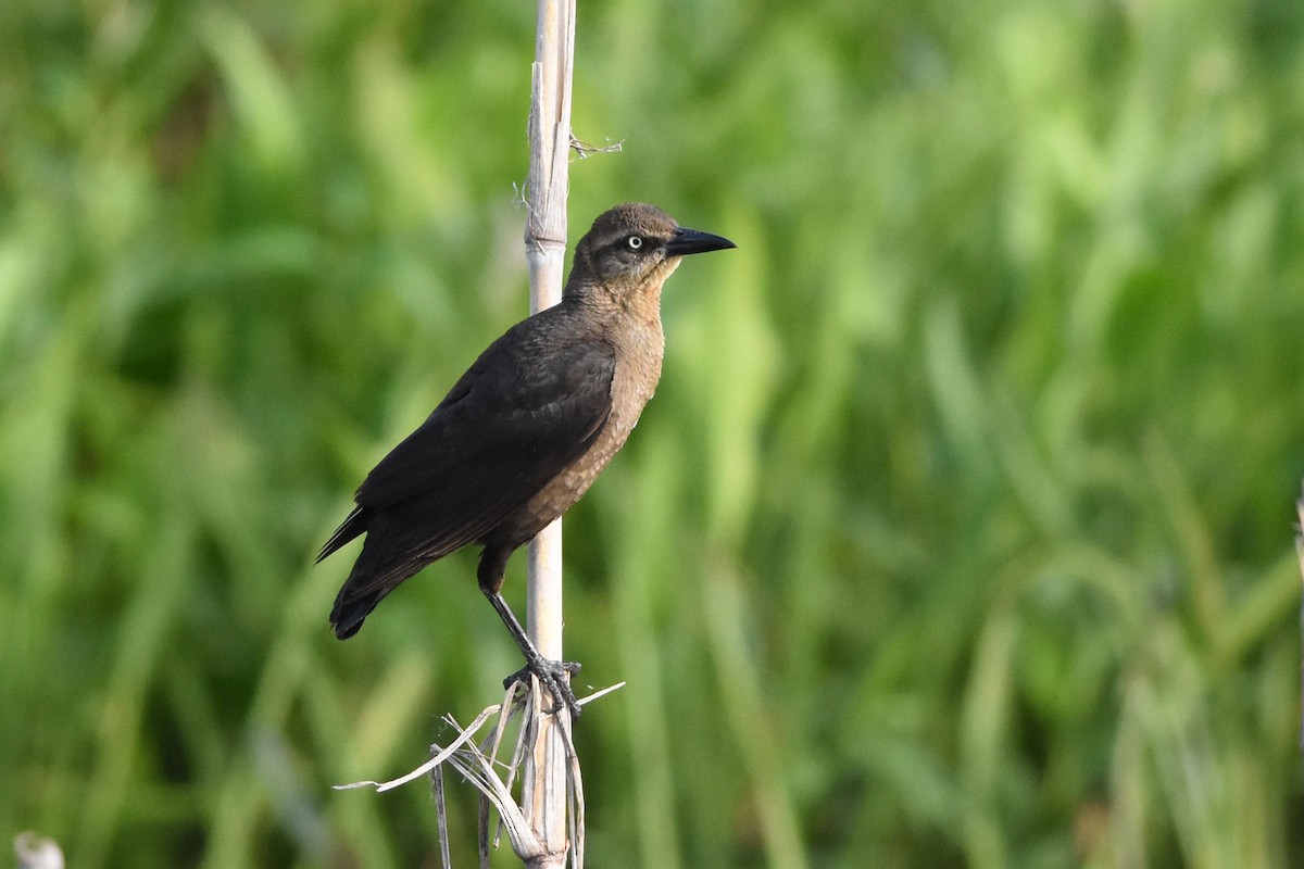 Great-tailed Grackle - ML164171921