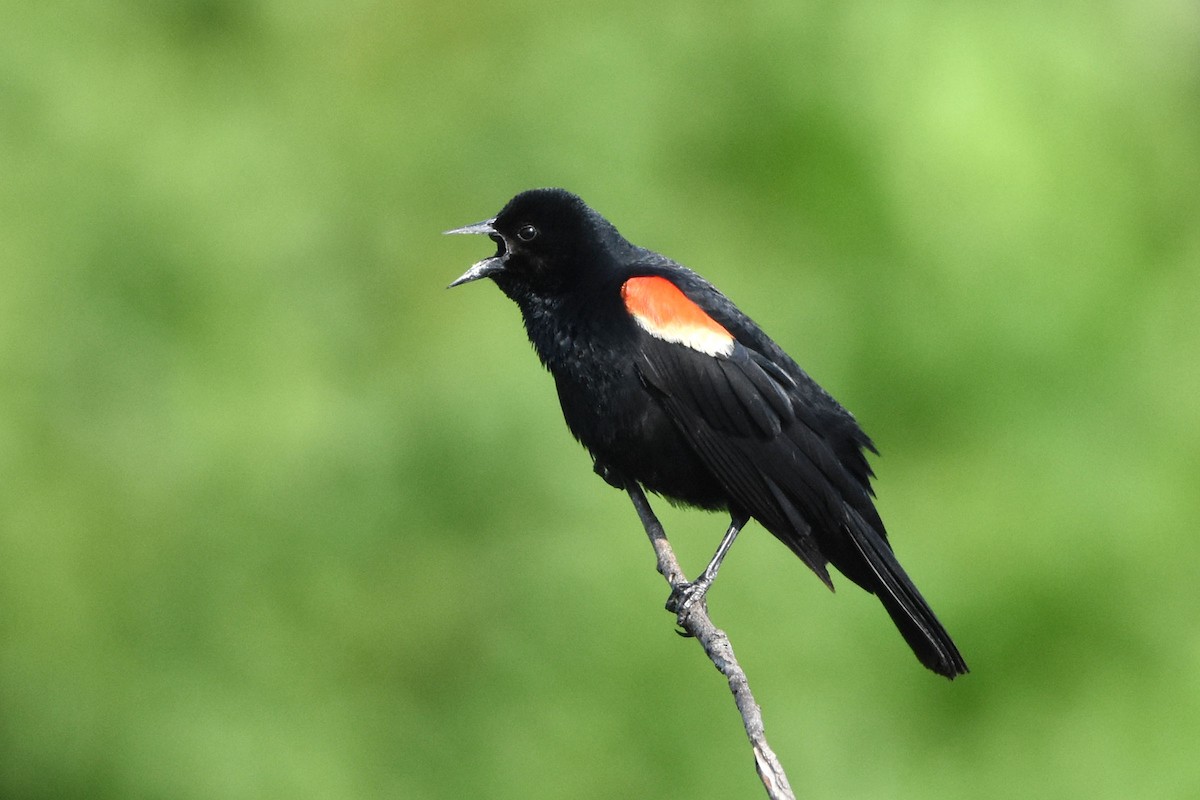 Red-winged Blackbird - Robert Dobbs