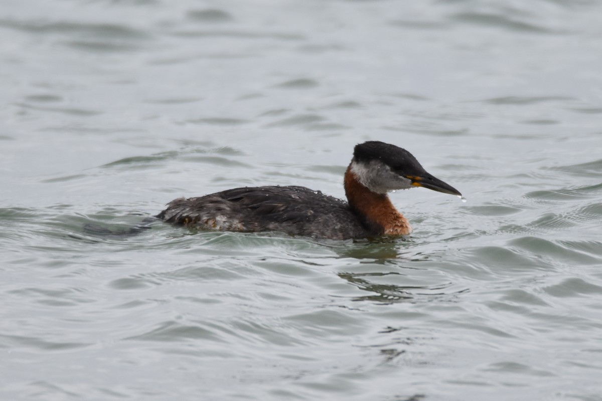 Red-necked Grebe - ML164172071