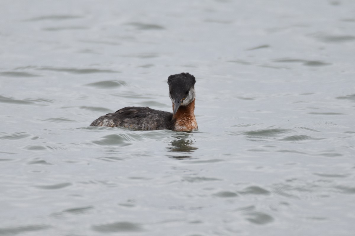 Red-necked Grebe - ML164172081