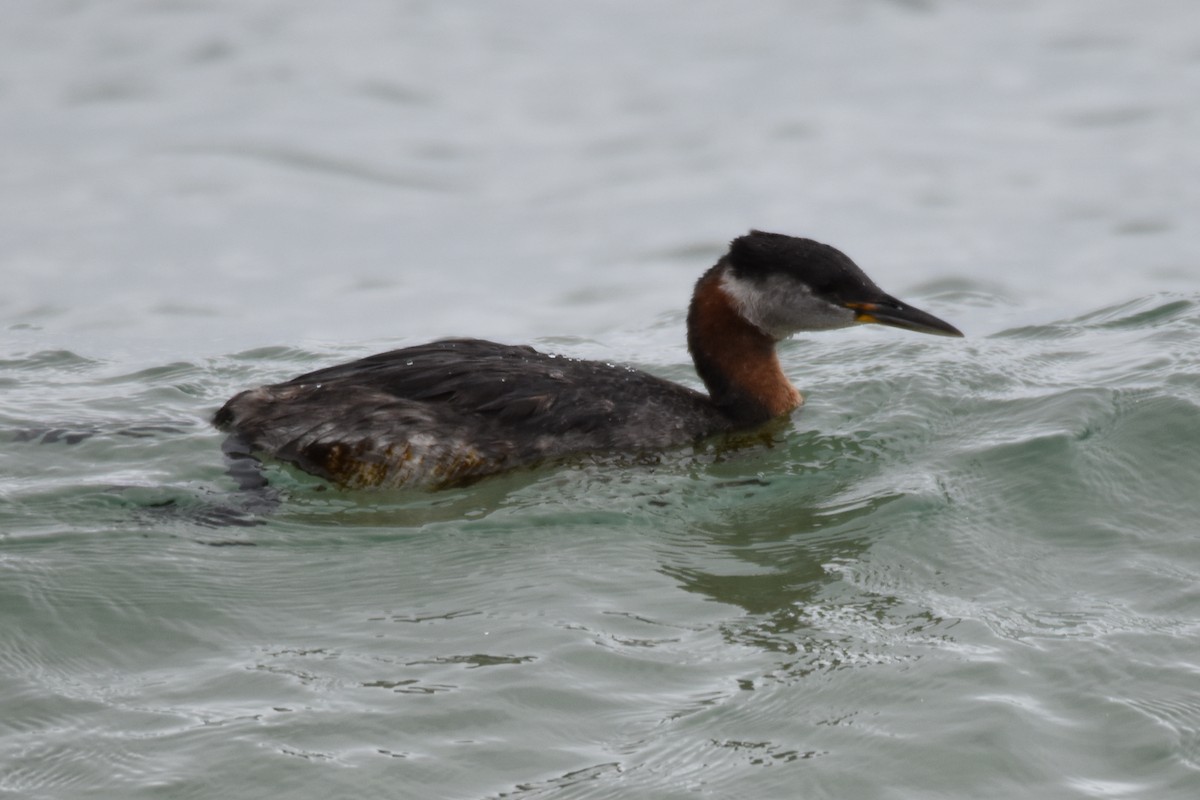 Red-necked Grebe - ML164172091