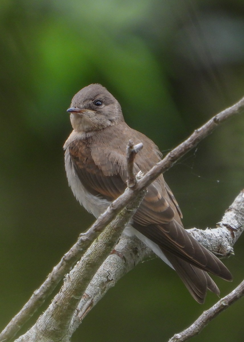 Northern Rough-winged Swallow - Jeanette Stone