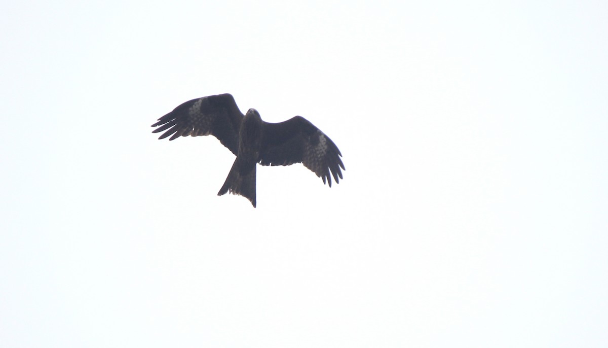 Black Kite (Black-eared) - ML164181731