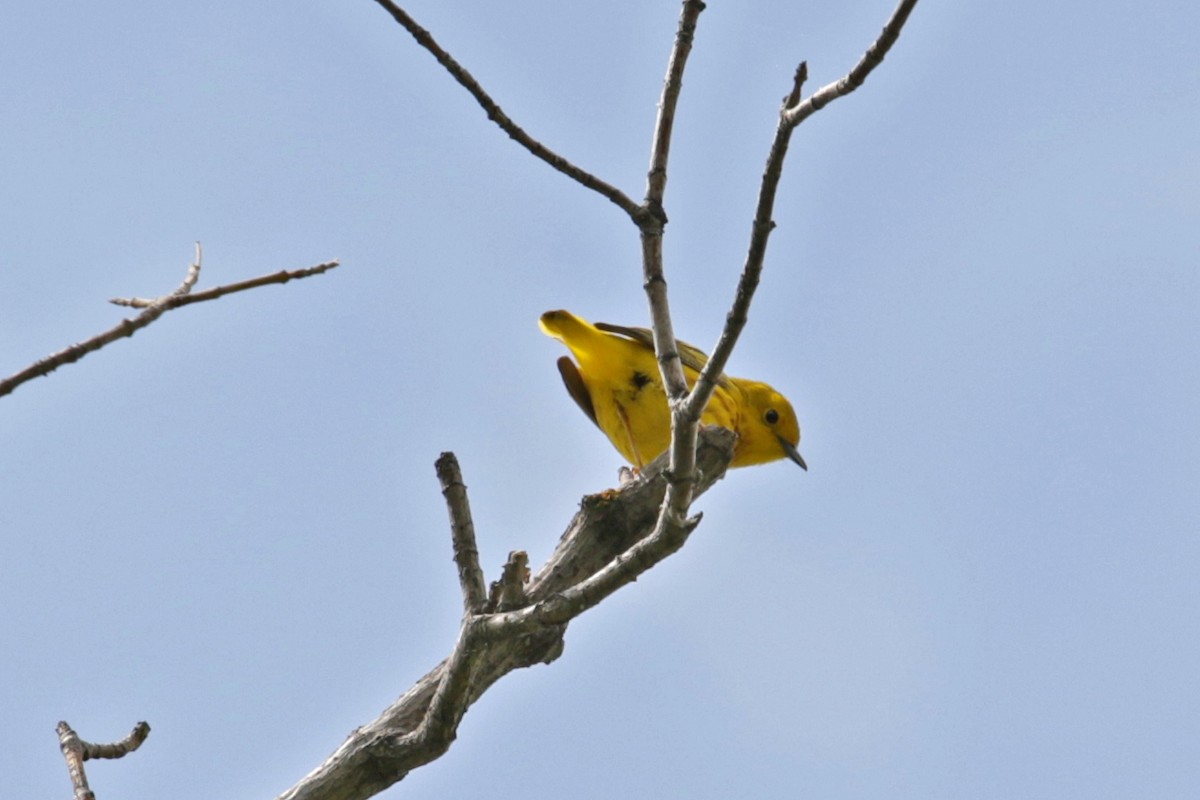 Yellow Warbler - ML164181781