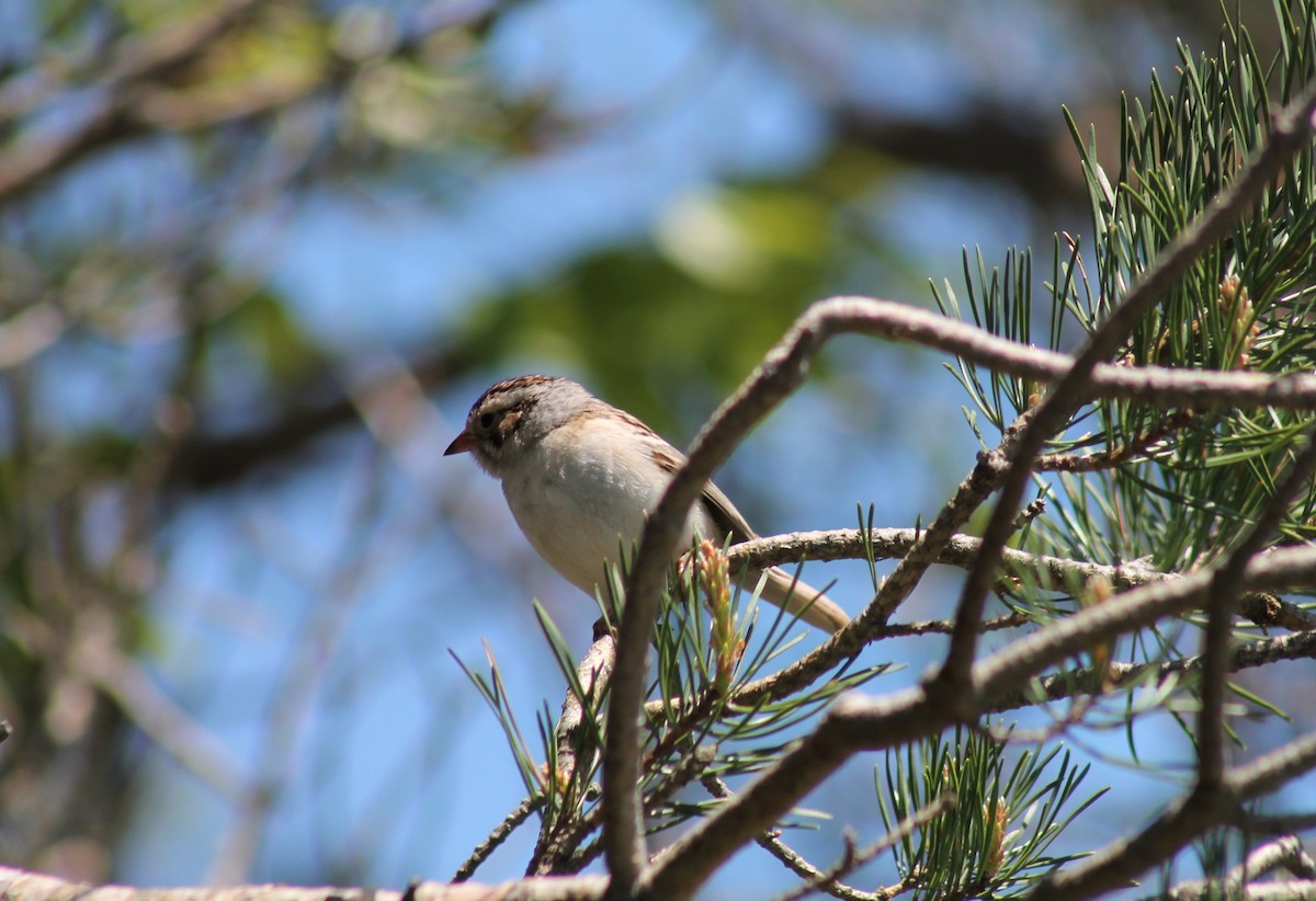 Clay-colored Sparrow - Zane Shantz