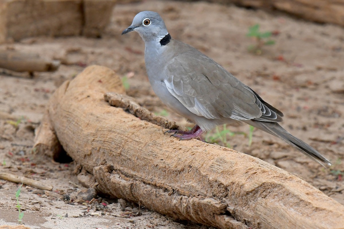 White-winged Collared-Dove - Lev Frid