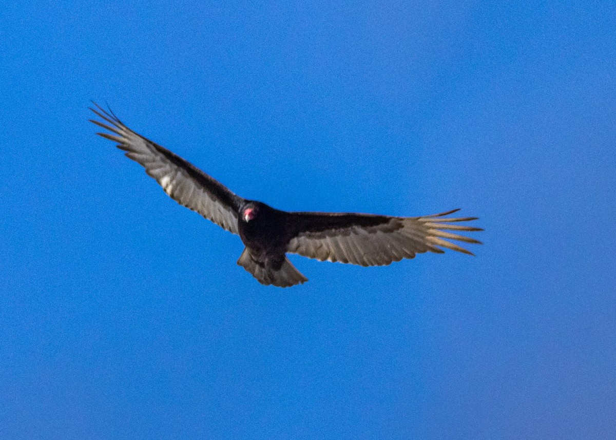 Turkey Vulture - Marc Boisvert