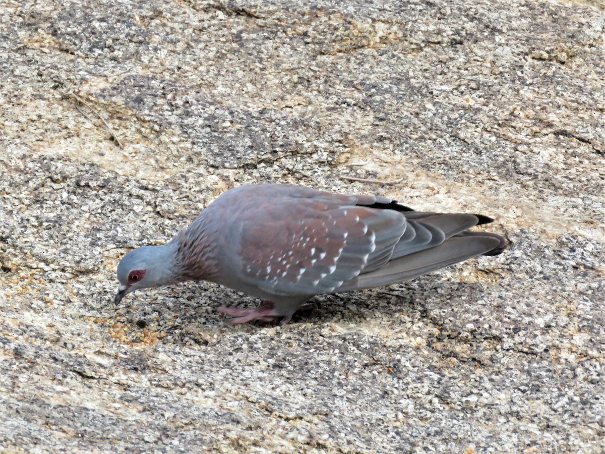 Speckled Pigeon - Becky Turley