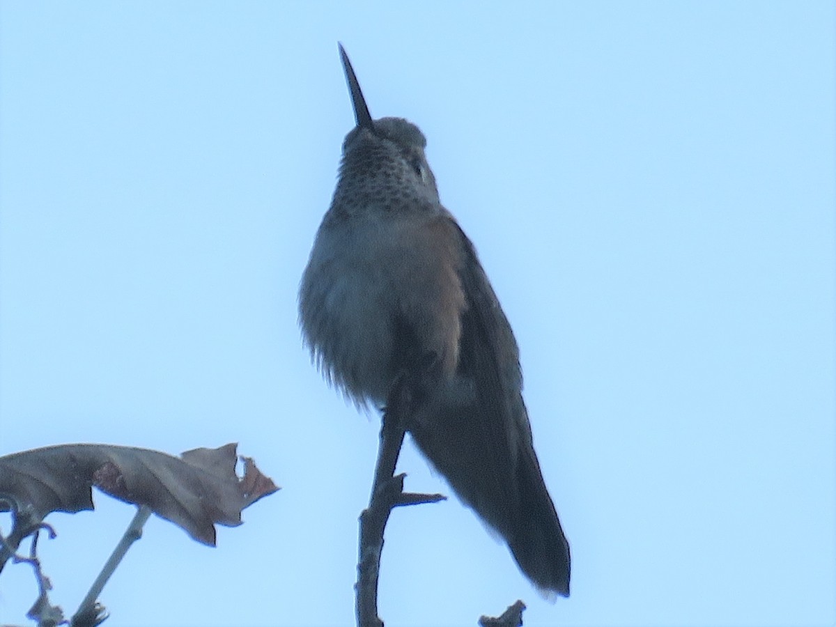 Broad-tailed Hummingbird - ML164187531
