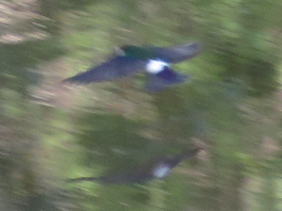 Violet-green Swallow - ML164187841