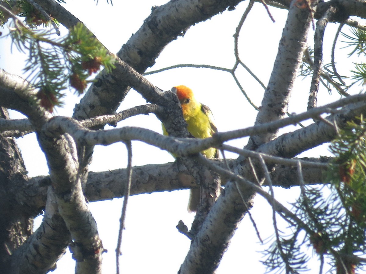 Western Tanager - ML164187991