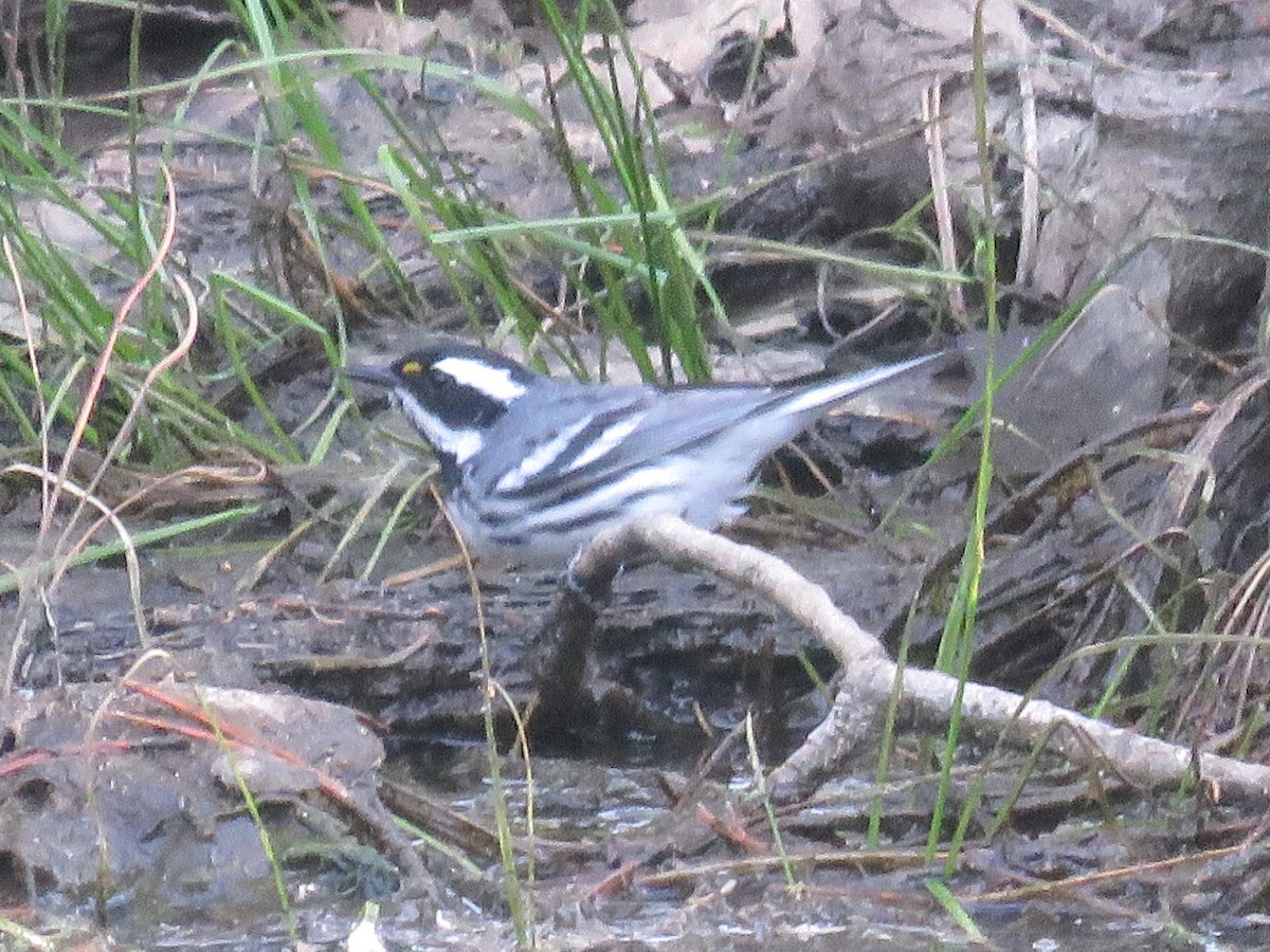 Black-throated Gray Warbler - Don Witter