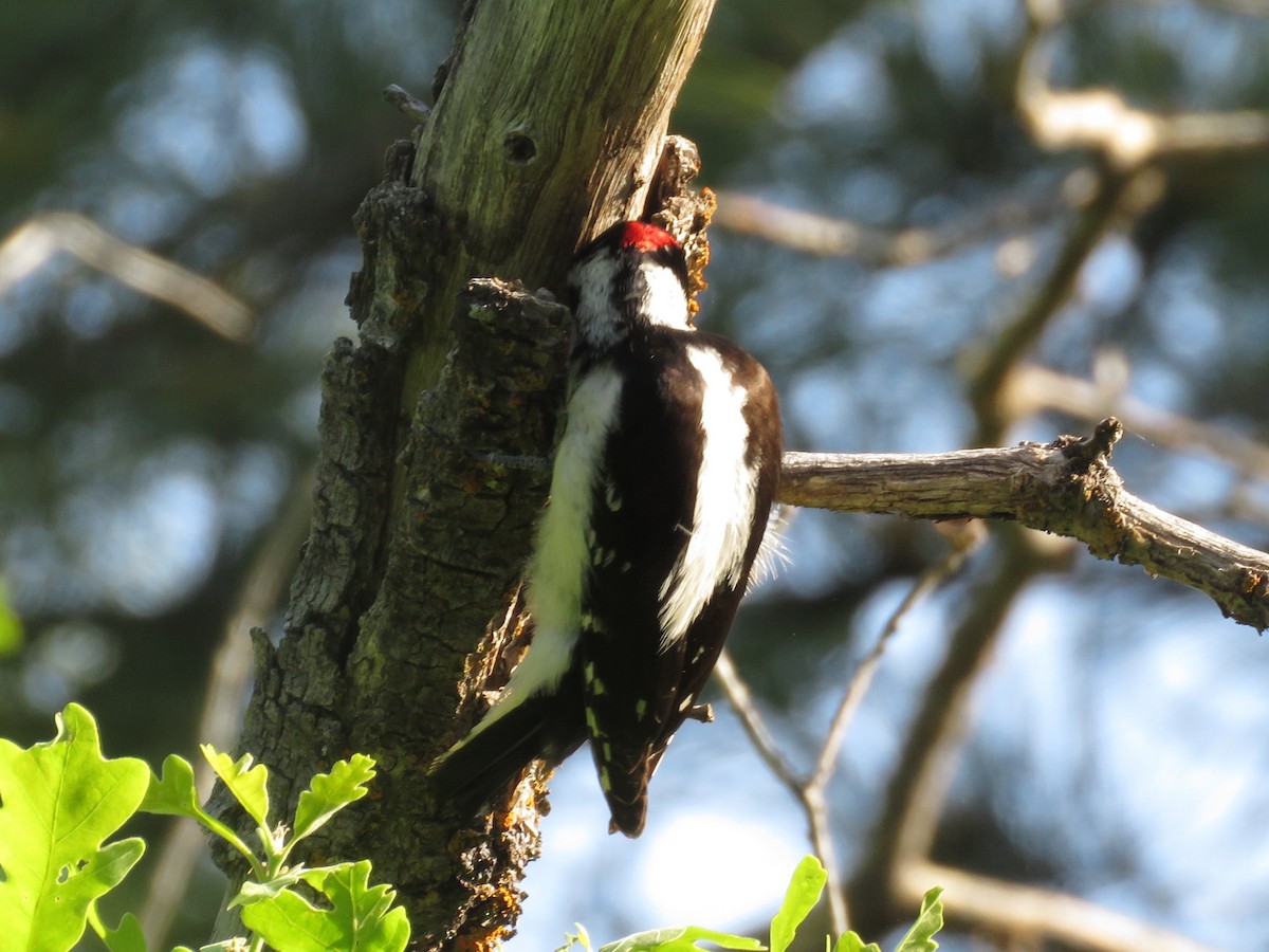 Downy Woodpecker - Don Witter