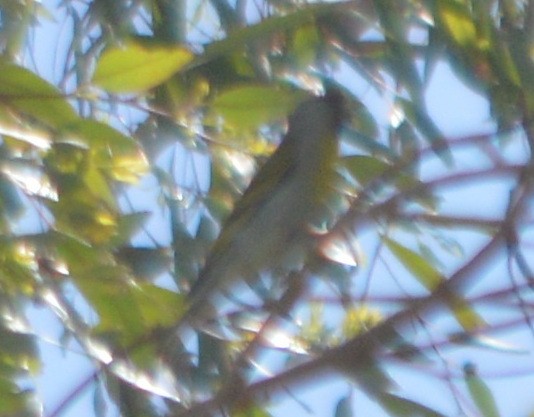 Lawrence's Goldfinch - ML164191051