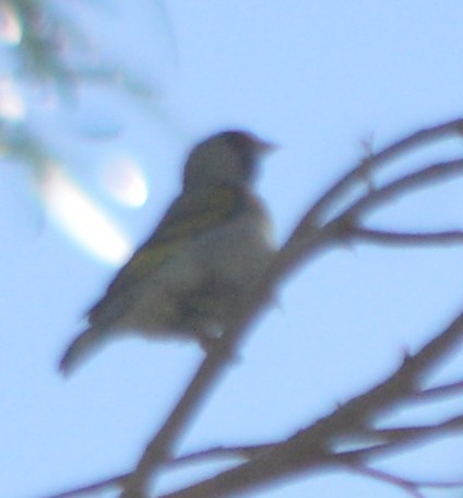 Lawrence's Goldfinch - ML164191081