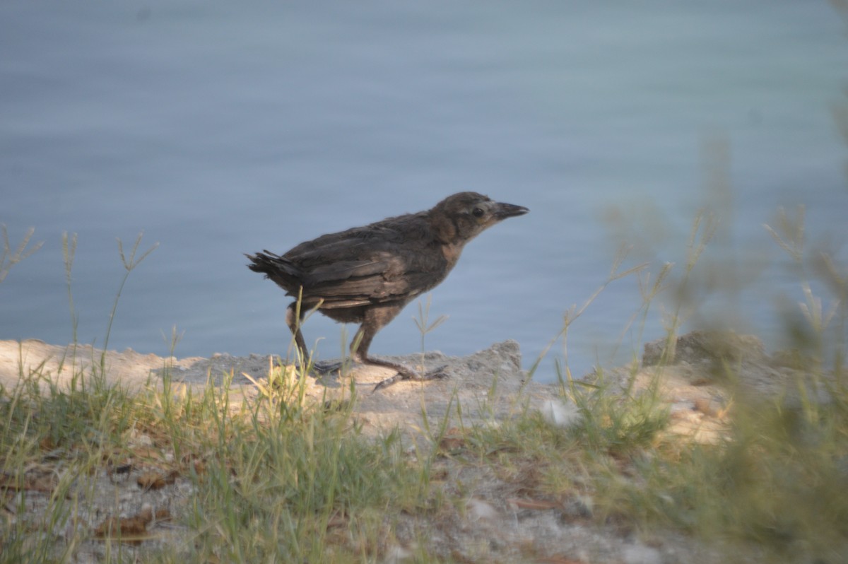 Great-tailed Grackle - ML164191281