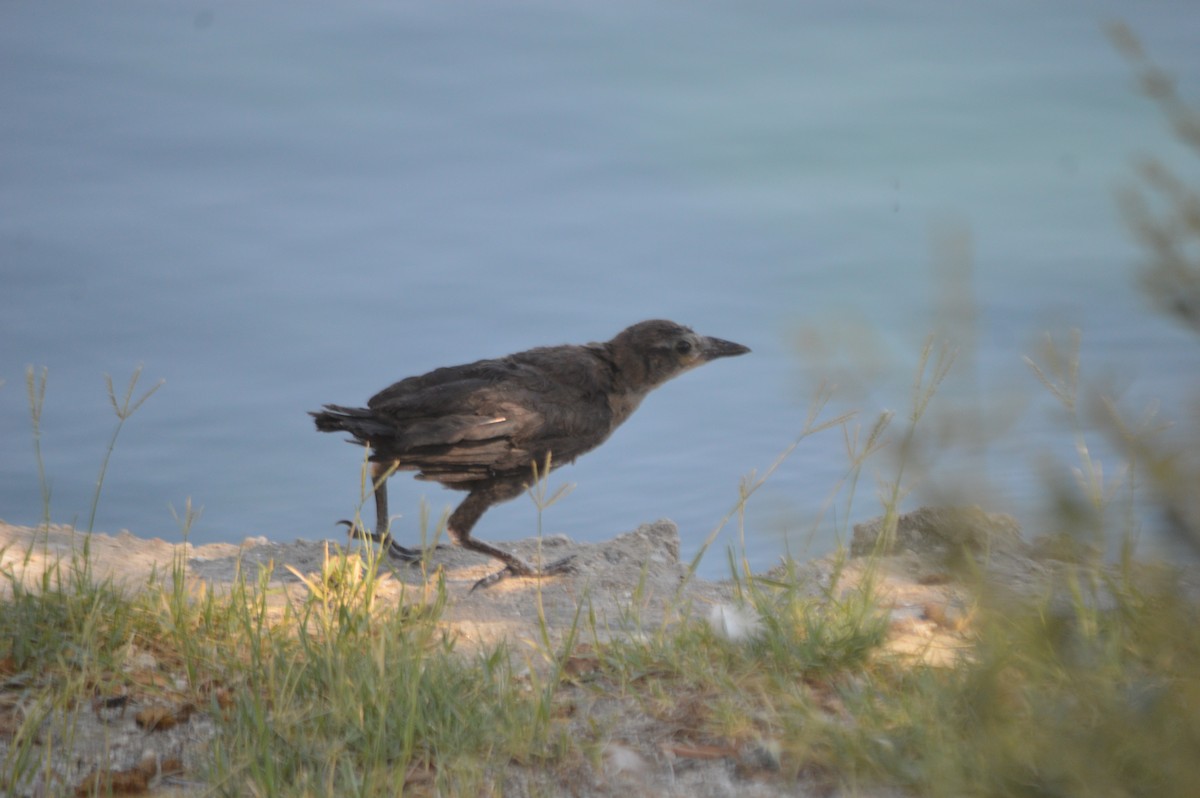 Great-tailed Grackle - ML164191291
