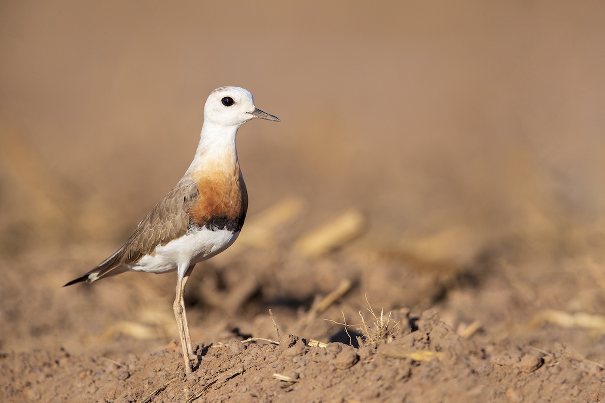 Oriental Plover - Laurie Ross | Tracks Birding & Photography Tours