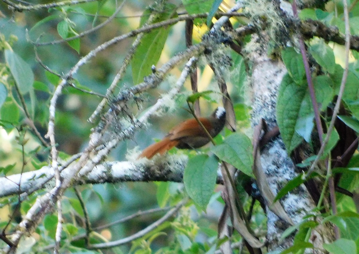 Marcapata Spinetail (Pale-crowned) - ML164201921