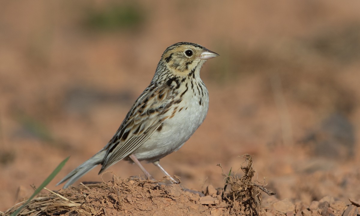 Baird's Sparrow - ML164202121