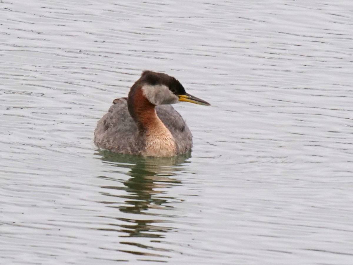 Red-necked Grebe - ML164204001