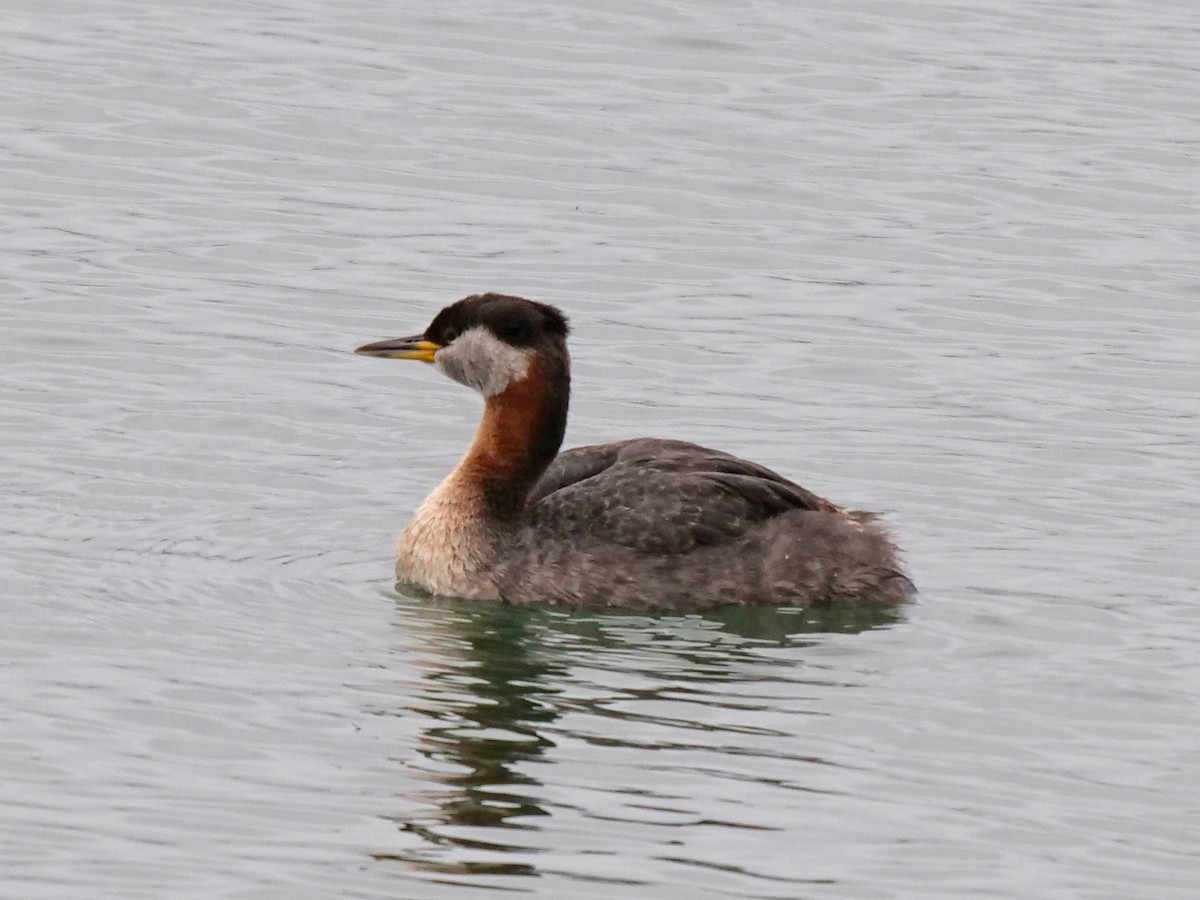 Red-necked Grebe - ML164204041