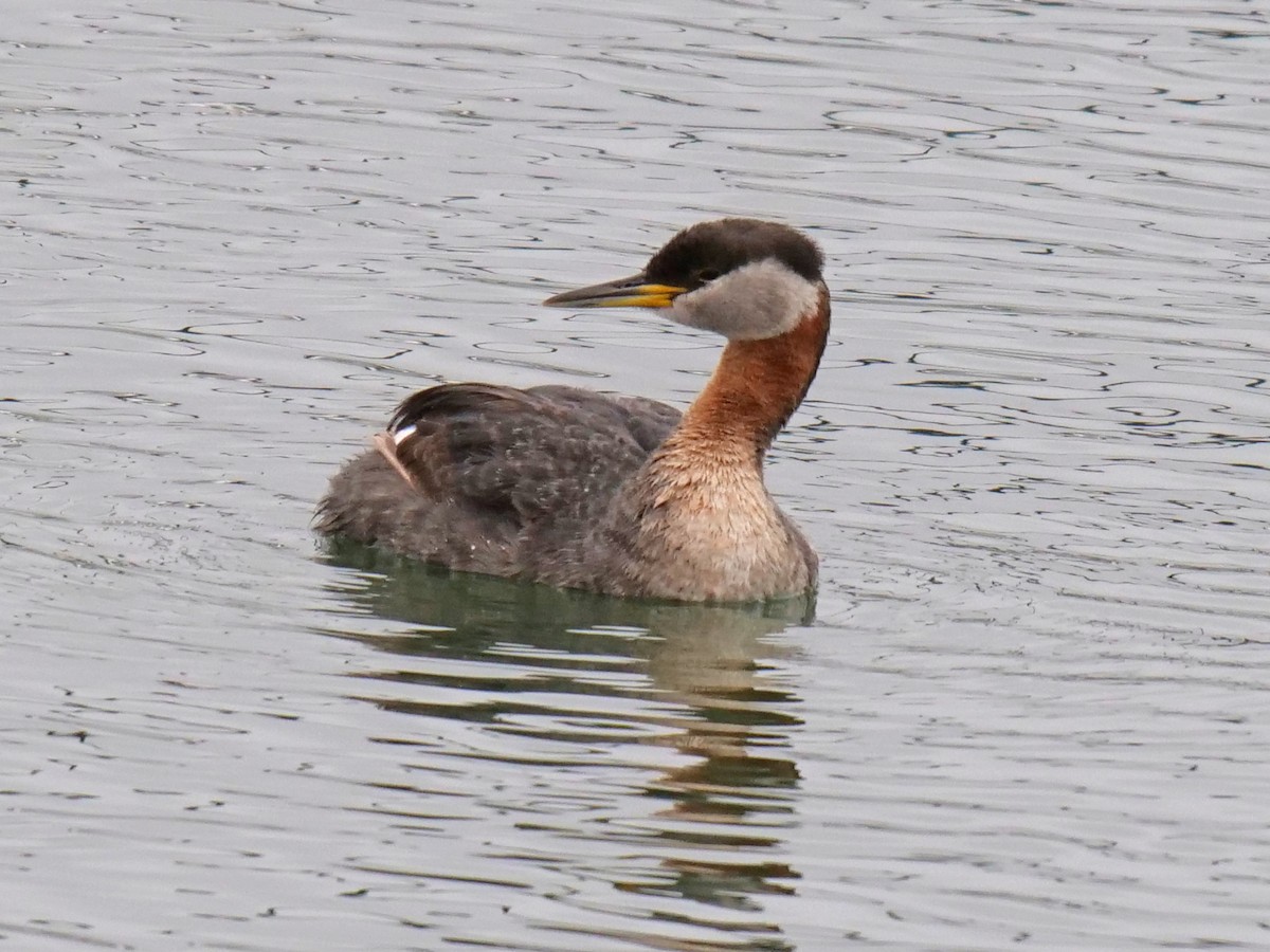 Red-necked Grebe - ML164204051