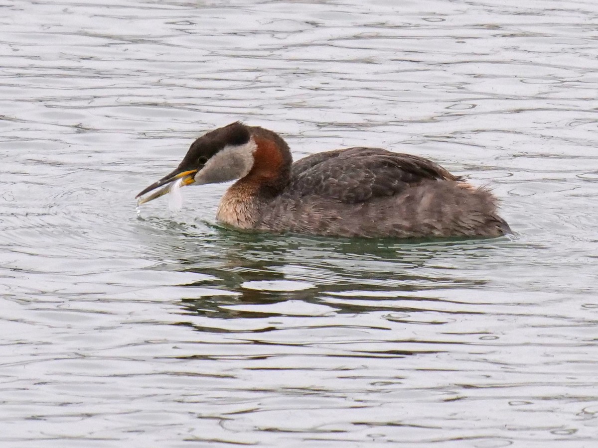 Red-necked Grebe - ML164204141