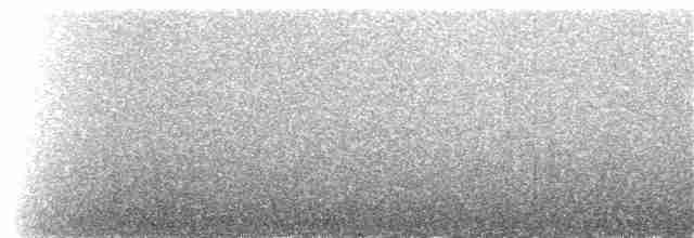 Mirlo Acuático Coroniblanco - ML164205631