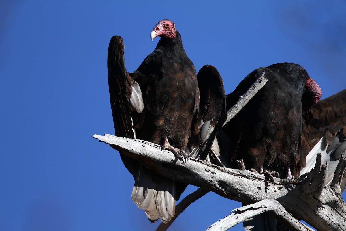 Turkey Vulture - ML164207081