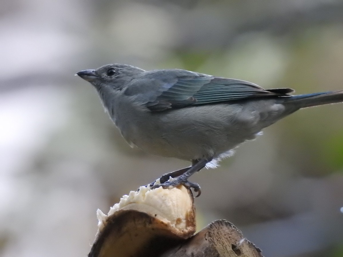 Blue-gray Tanager - ML164207121