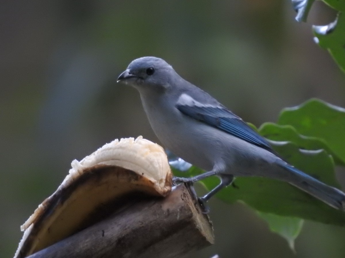 Blue-gray Tanager - ML164207131