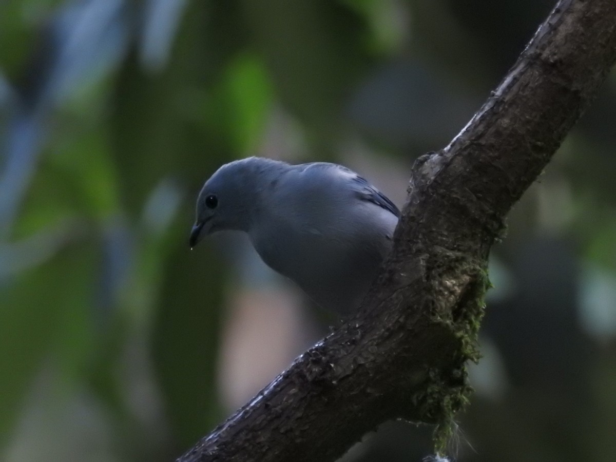Blue-gray Tanager - ML164207141