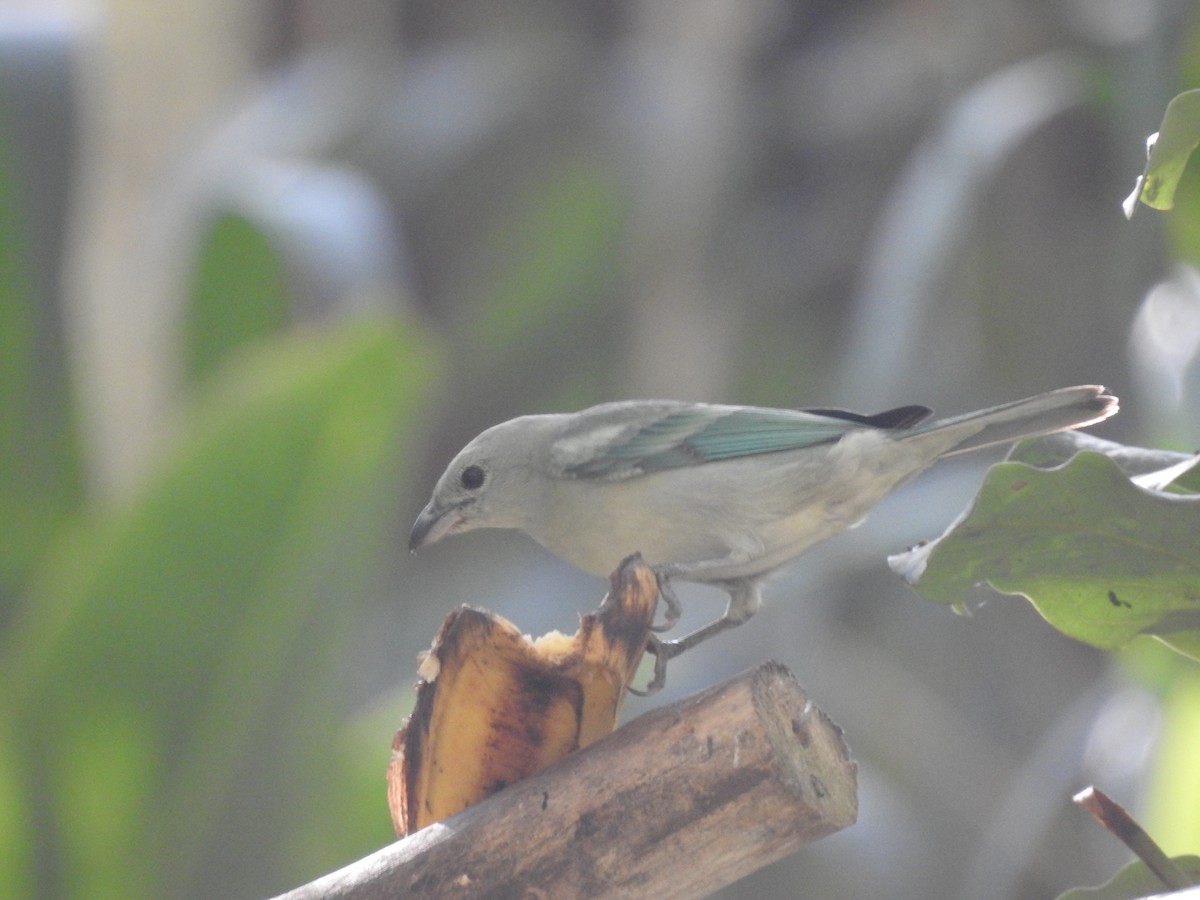 Blue-gray Tanager - ML164207321