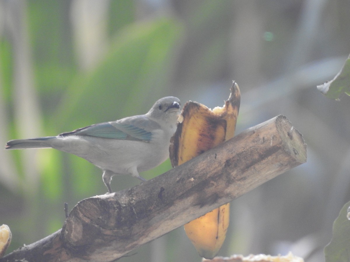 Blue-gray Tanager - ML164207331