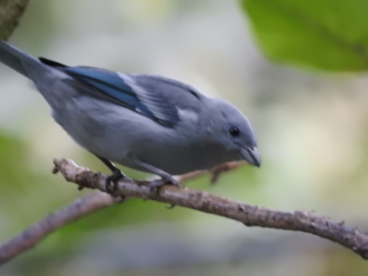 Blue-gray Tanager - ML164207361
