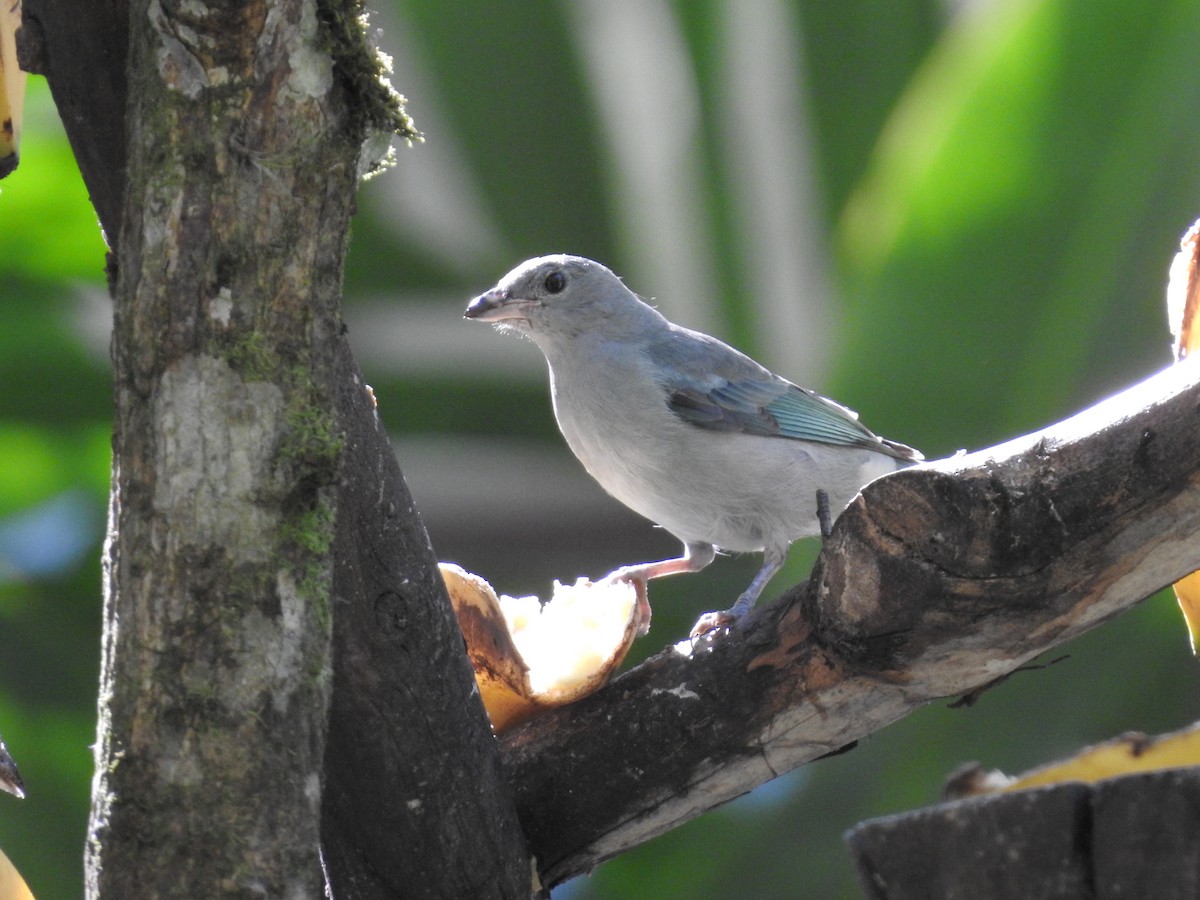 Blue-gray Tanager - ML164207431