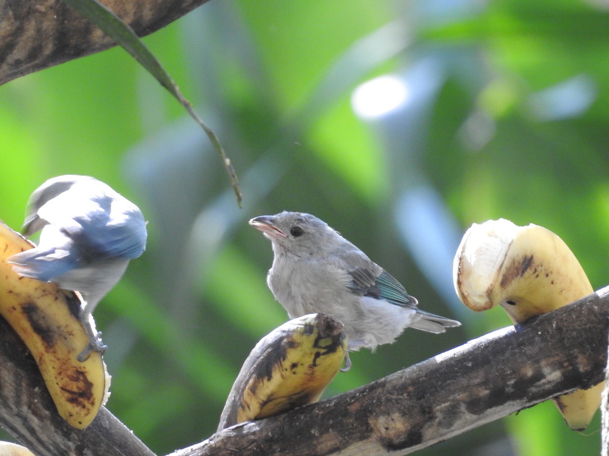 Blue-gray Tanager - ML164207571