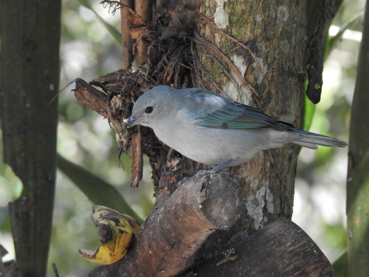 Blue-gray Tanager - ML164207731