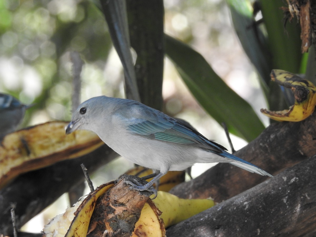 Blue-gray Tanager - ML164207741