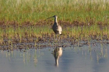 Long-billed Curlew - ML164208461