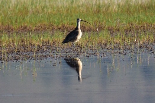 Long-billed Curlew - ML164208471