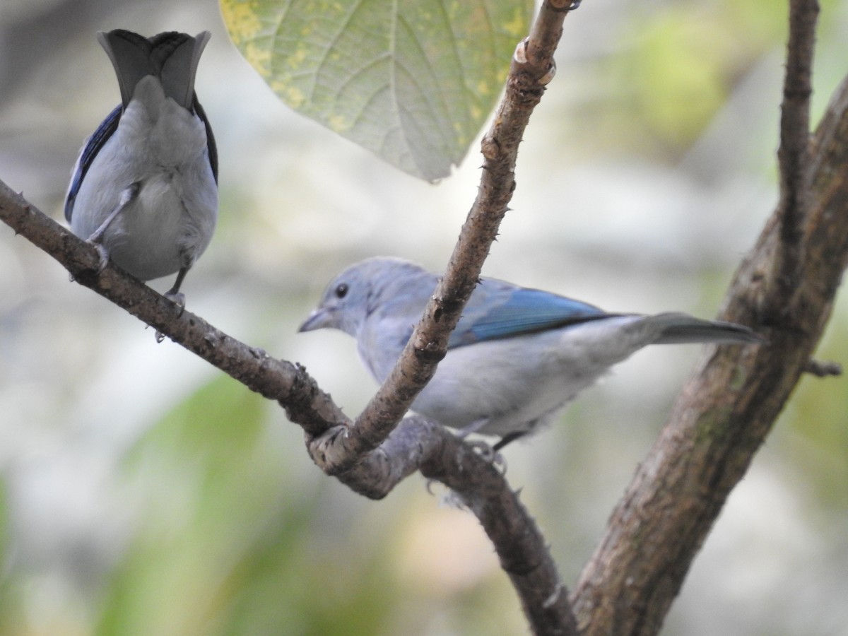 Blue-gray Tanager - ML164208791