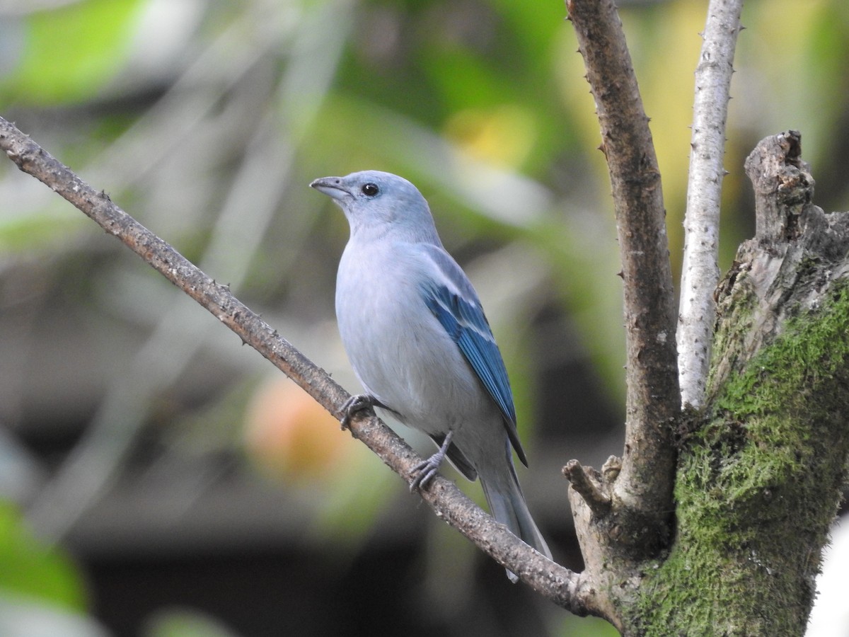 Blue-gray Tanager - ML164208821