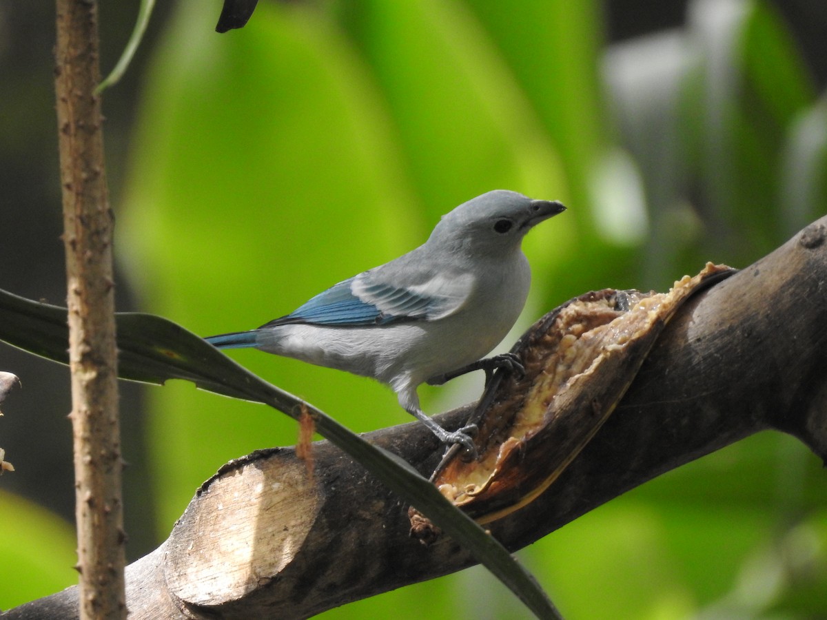 Blue-gray Tanager - ML164208991