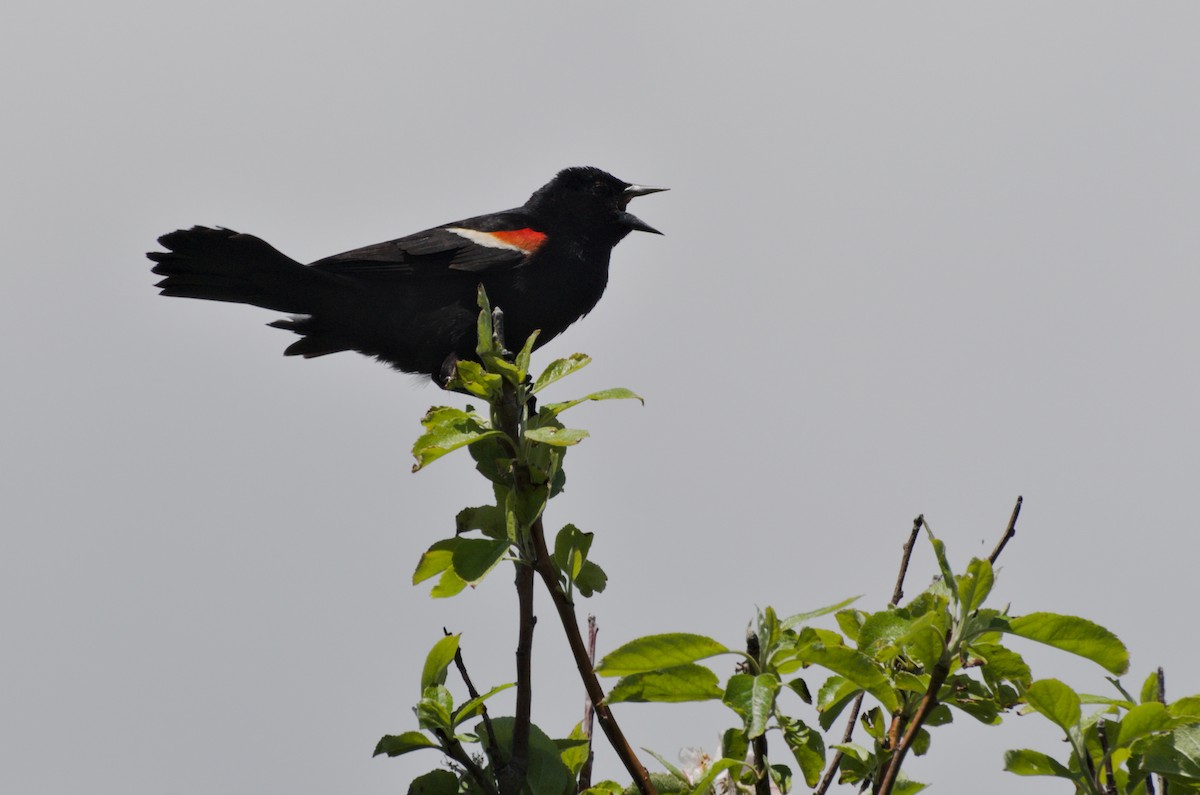 Red-winged Blackbird (Red-winged) - Zeke Smith