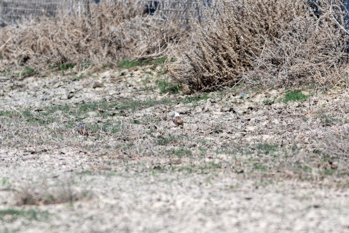 White-crowned Sparrow - ML164211871