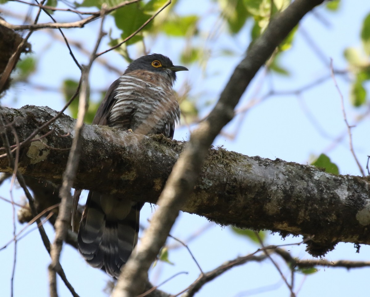 Large Hawk-Cuckoo - Vijaya Lakshmi