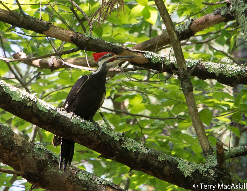 Pileated Woodpecker - Terry MacAskill
