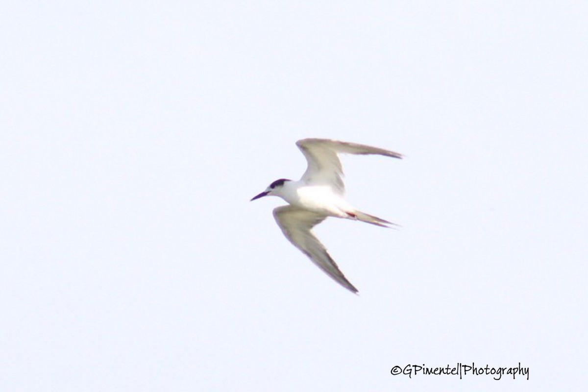 Common Tern - Gumercindo  Pimentel